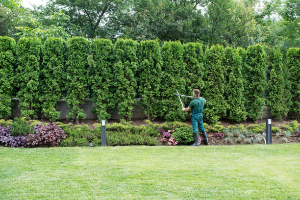 Trusted Lansing, IL Tree Removal and Landscaping Services Experts